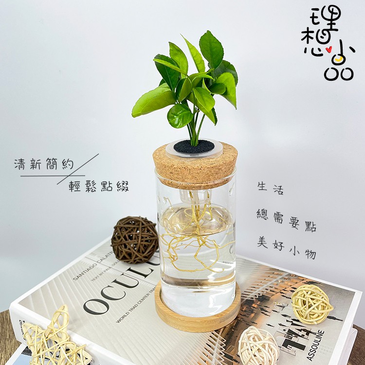 理想小品 柚子水耕盆栽無土種植簡單種植觀葉植物室內植物完全水培養玻璃飾品創意花盆盆栽 蝦皮購物