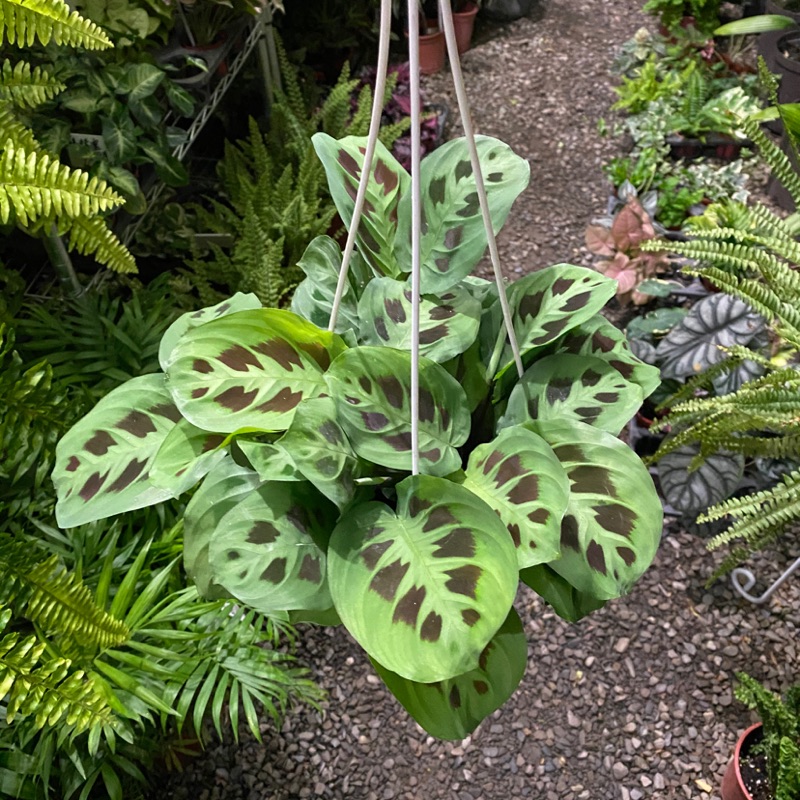 6吋吊盆豹紋竹芋maranta Leuconeura Var Kerchoveana 蝦皮購物