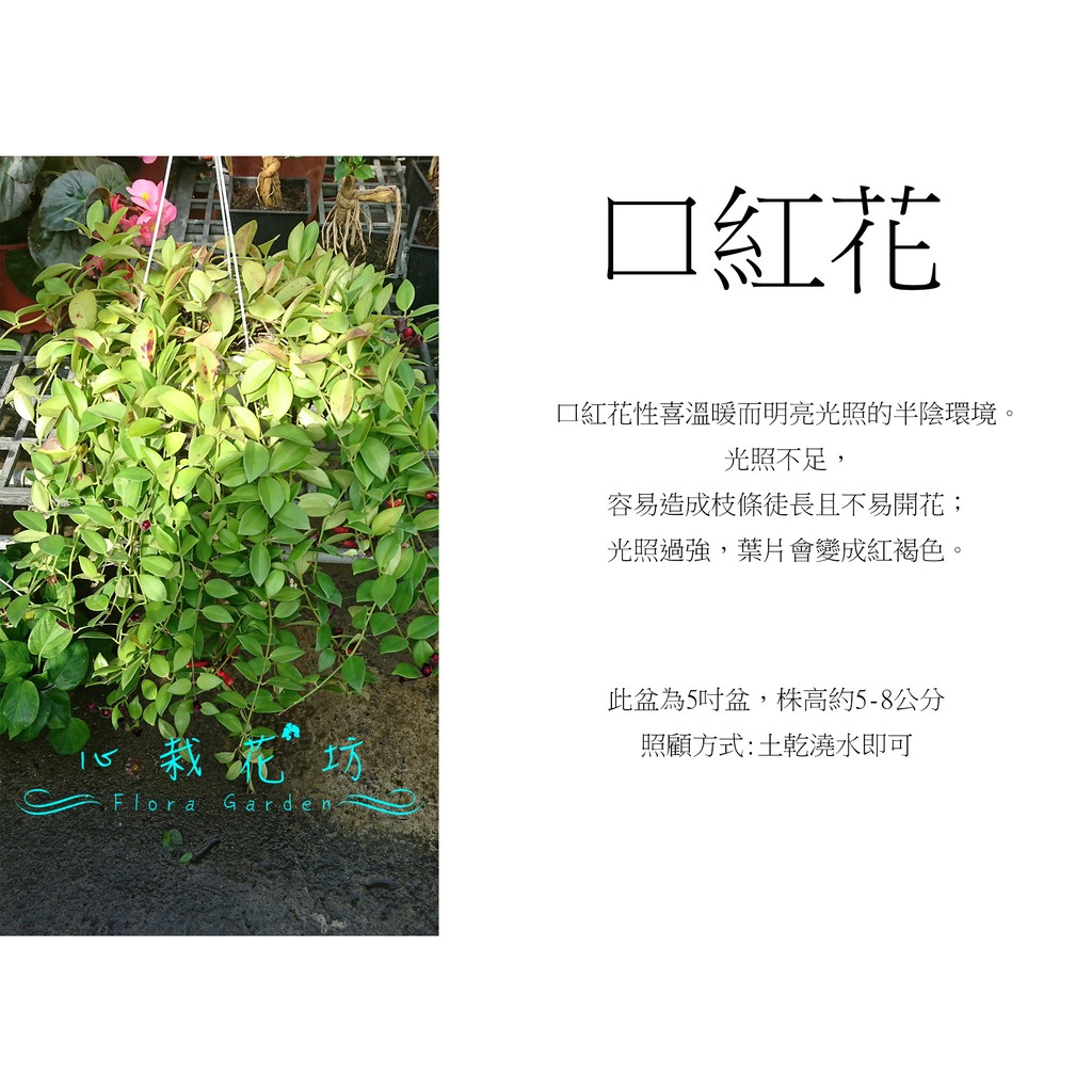 心栽花坊 口紅花 5吋 藤蔓 藤本 蔓性售價250特價0 蝦皮購物