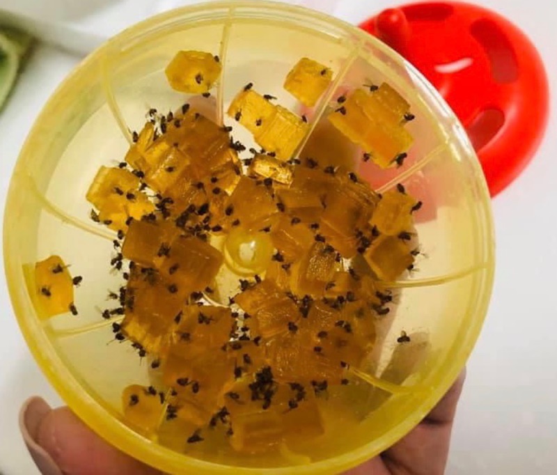 興家安速果蠅餌劑全聯熱銷現貨可馬上出貨 蝦皮購物