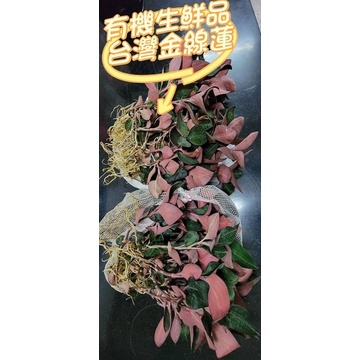 [現貨、快速出貨]台灣金線蓮#有機無毒新鮮品#600公克為一個單位#下單後現採#上等品質#大棵漂亮#