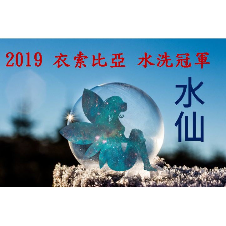 (最後數量)獵豆工坊🐆 (2019總冠軍!)衣索比亞  2019 水洗 總冠軍豆 水仙 咖啡生豆  500G