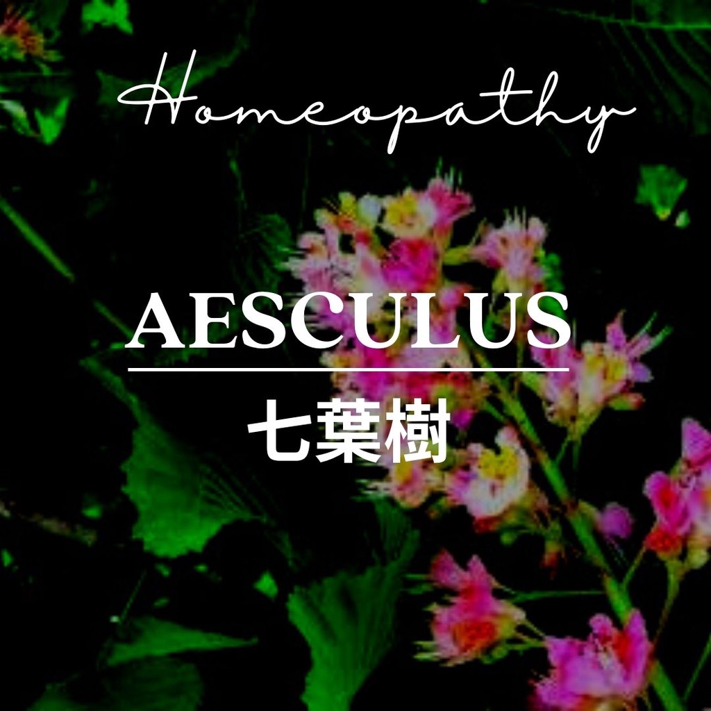 順勢糖球【七葉樹●Aesculus】Homeopathic Granule ➕調校腰以下乙太能量