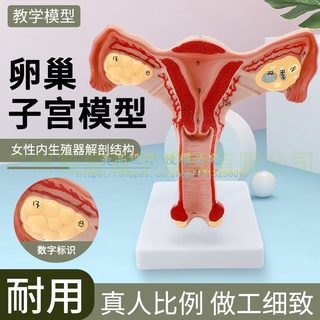 女性內生殖 解剖模型 子宮 卵巢模型 生殖結構模型 計生 婦科模型【美品LDYX】