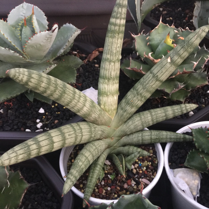 多肉植物虎尾蘭佛手 蝦皮購物