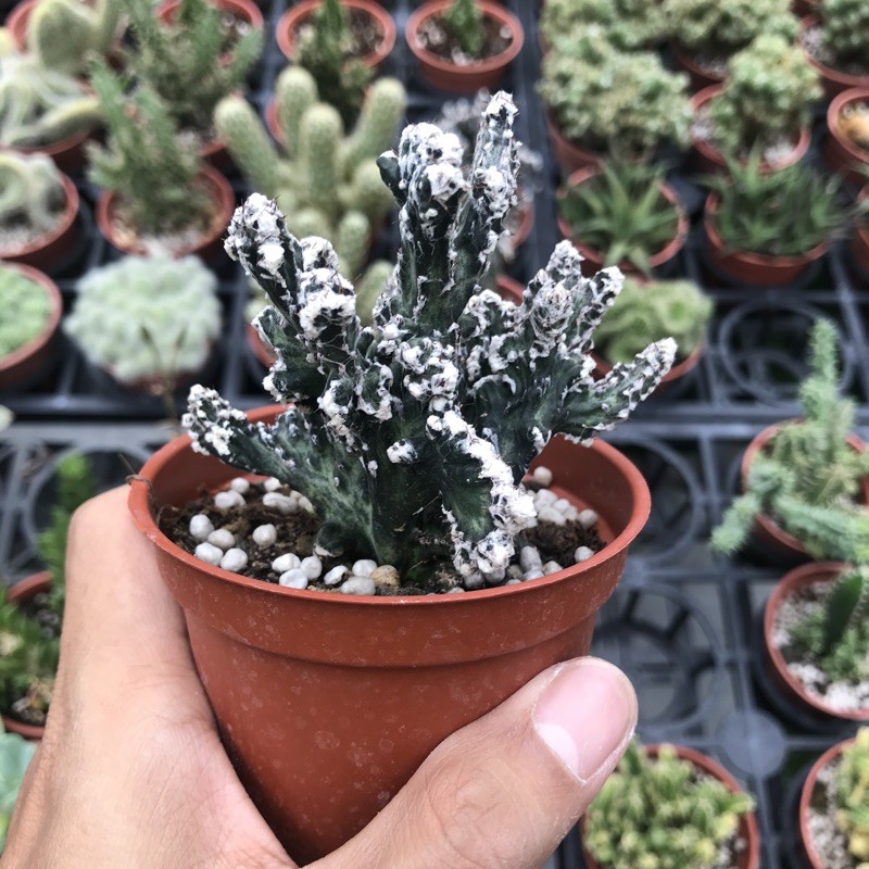 多肉仙人掌三吋盆辦公室盆栽殘雪之峰 蝦皮購物