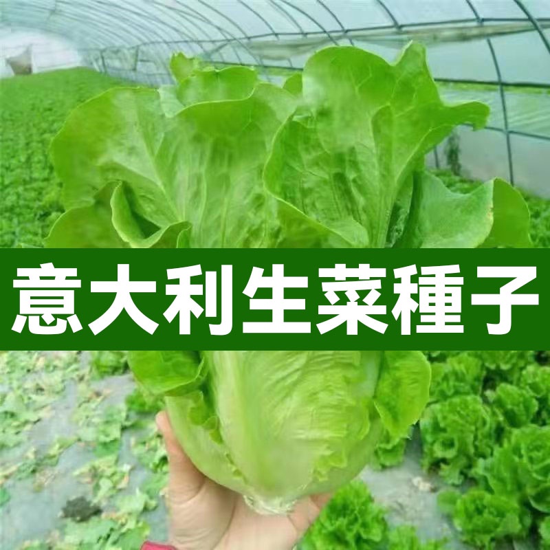 意大利生菜種子 玻璃生菜種子 結球生菜種子 奶油生菜種子  生菜种子 春夏秋四季播種 蔬菜種子