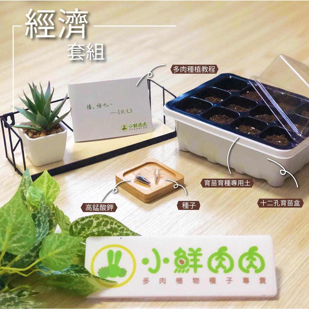 小鮮肉肉 蒲公英種子 10粒裝 黄花花卉植物種子 蝦皮購物
