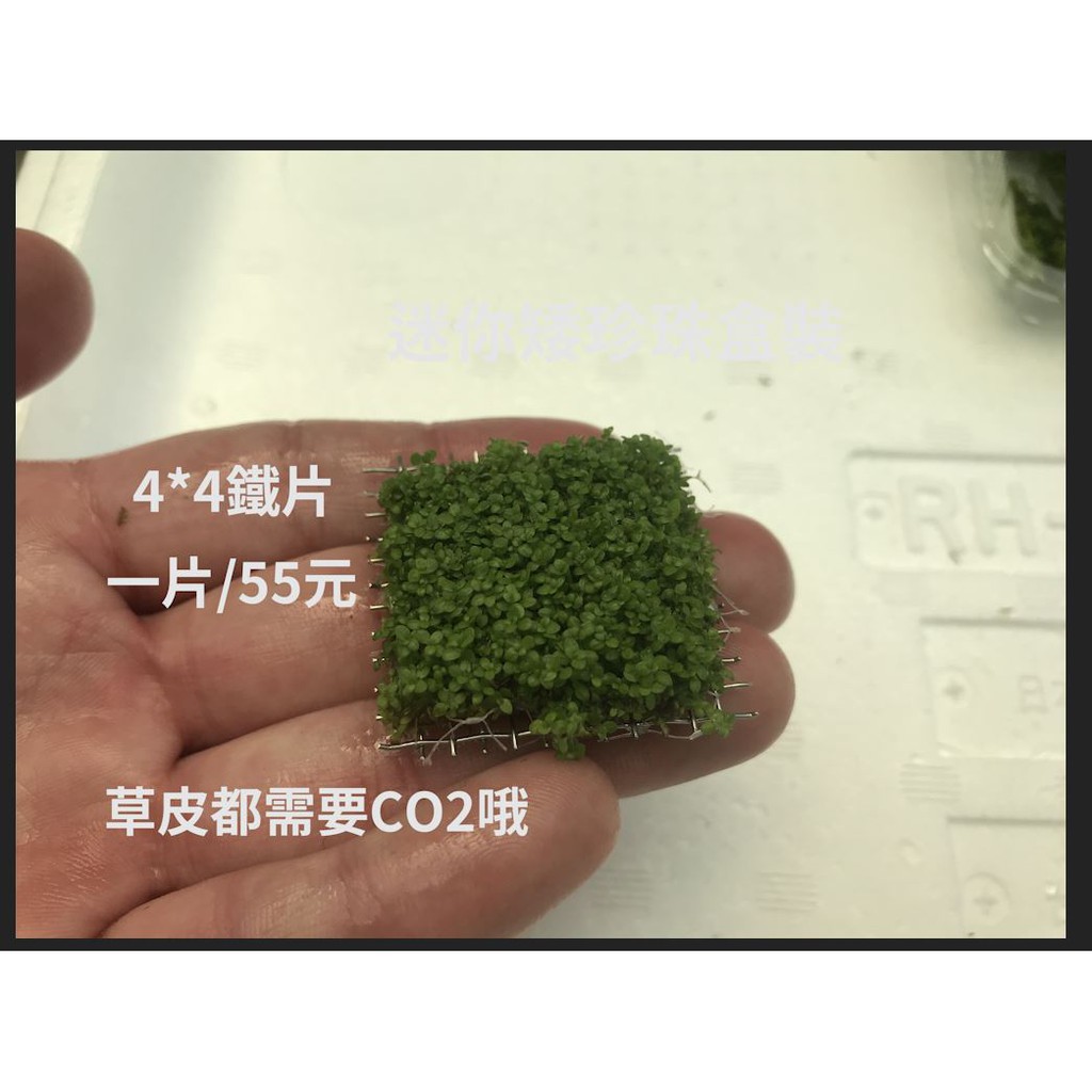 草皮皮 迷你矮珍珠草草皮前景草需co2 4 4鐵片一片55元 蝦皮購物
