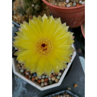 芍藥丸仙人掌 種子 100顆裝//母球黃花鮮採種子//Avi花園