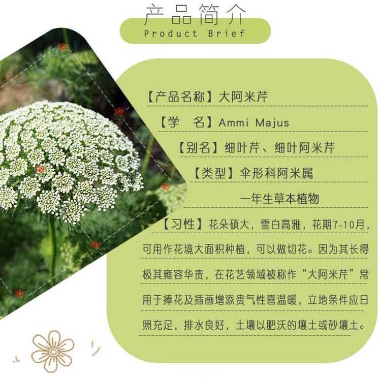 小鮮肉肉 蕾絲花阿米芹種子 10粒裝 白雪花花朵大可作切花一年生花卉植物種子 蝦皮購物