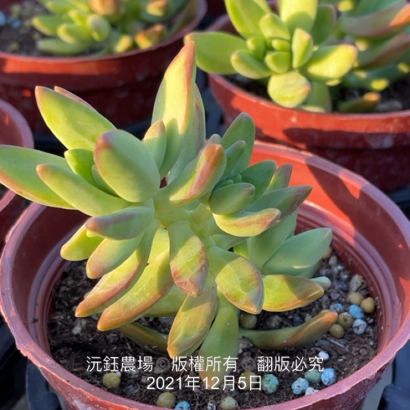 沅鈺農場多肉植物原始銘月 露養植物輕微曬傷 蝦皮購物
