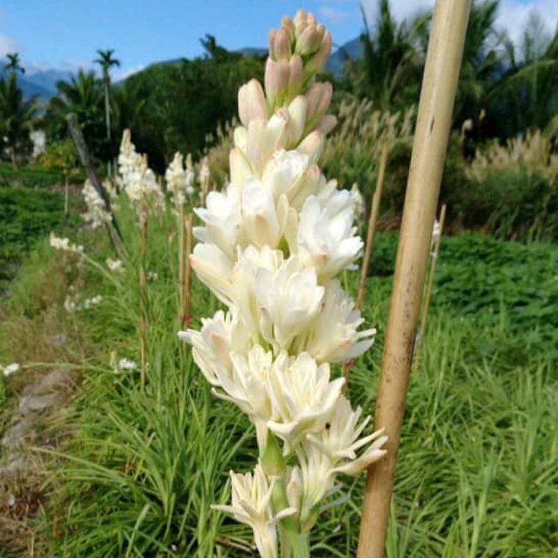 宜蘭三星無毒種植晚香玉純露夜來香大容量500ml 蝦皮購物