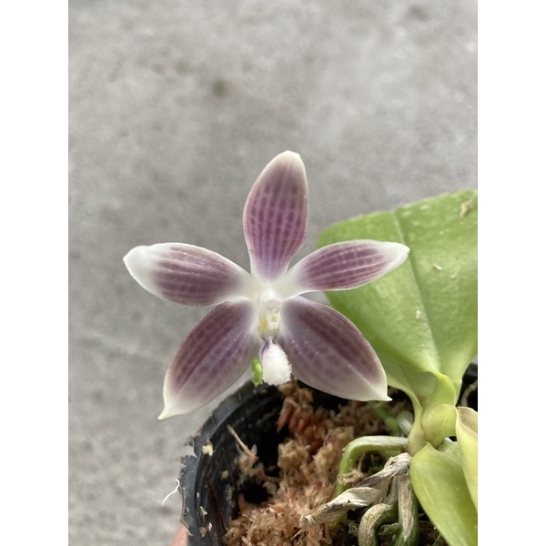 稀有色 Phal.speciosa ‘芋藍‘ 芋頭色蝴蝶蘭 蘭花 原生種