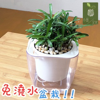 【小品文化】羅漢松【現貨】4吋透明懶人盆栽 加水更方便 觀葉植物 室內植物 自動吸水 水培 花盆 居家辦公盆花 種子