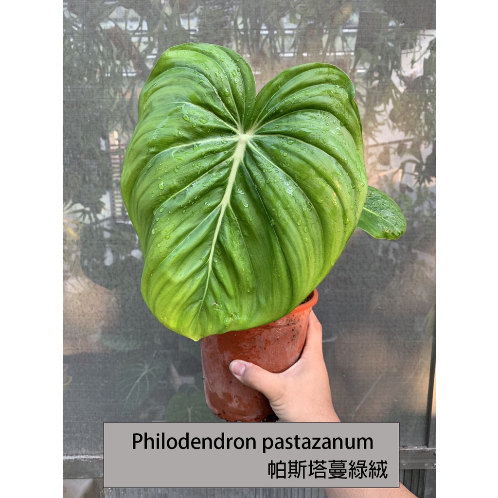 大麥克蔓綠絨Philodendron Dean McDowell  雨林植物