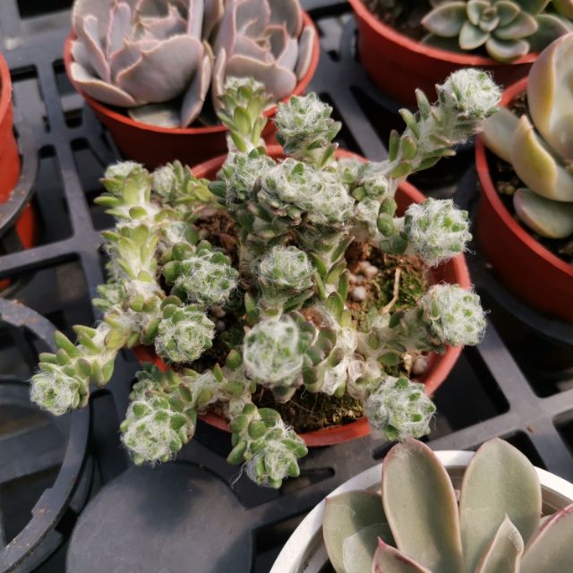 多肉植物 毛球馬齒莧 蝦皮購物