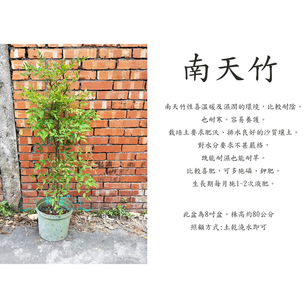 心栽花坊 南天竹 8吋 綠境環境 綠籬植物 售價500特價400 蝦皮購物