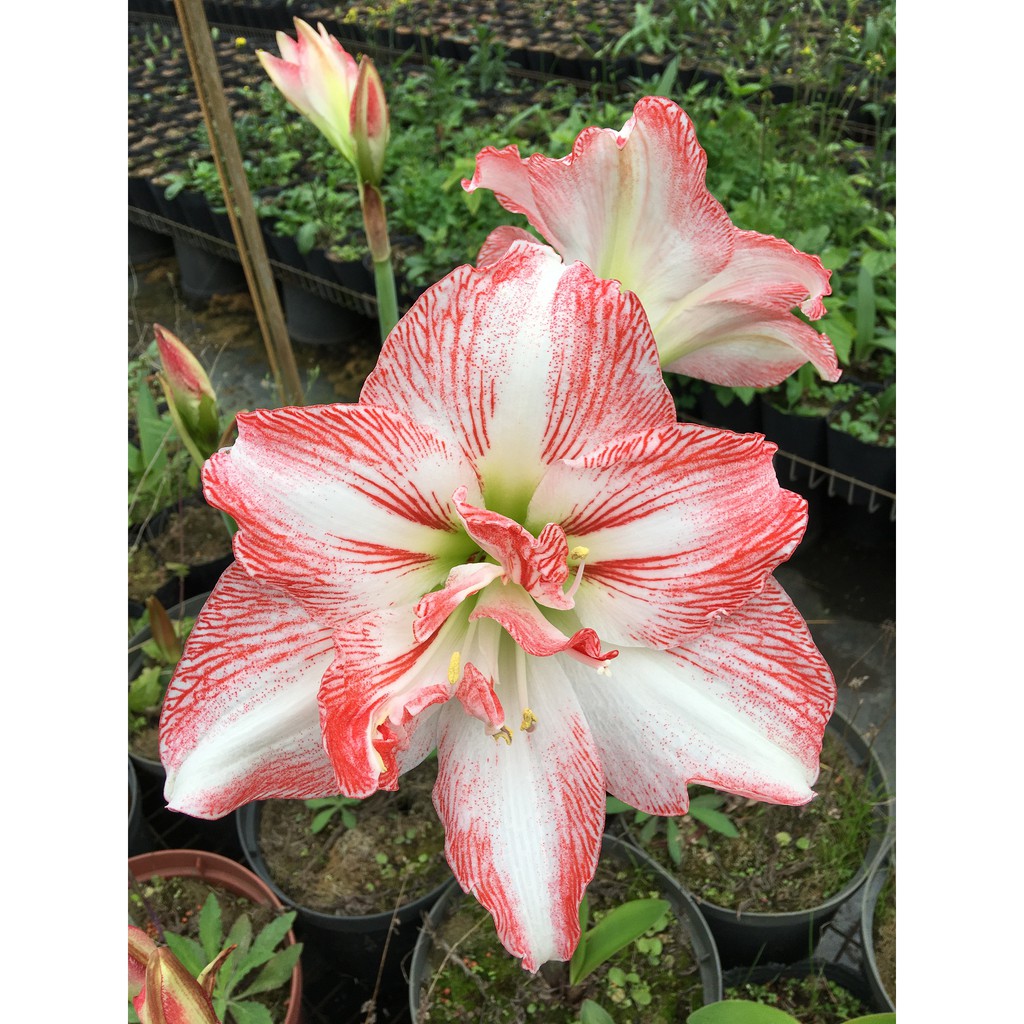 孤挺花12 華麗炫耀開花球 蝦皮購物