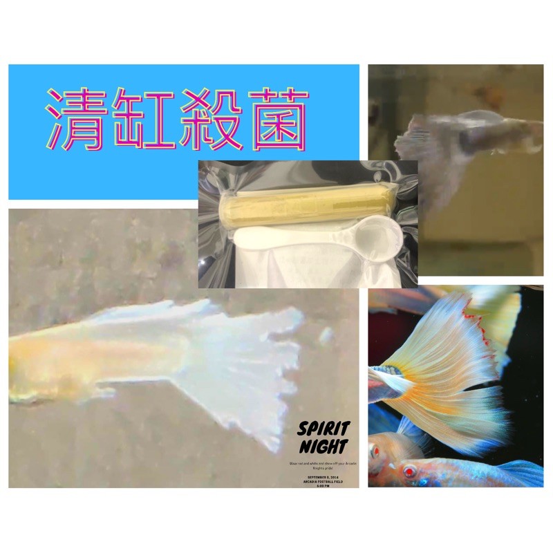 黃鹽 孔雀魚 鬥魚 金魚 鼠魚 爛鱗 爛尾 溶尾 立鱗 白點 爛嘴 白嘴 水黴 皮膚充血皮膚發炎 蝦皮購物