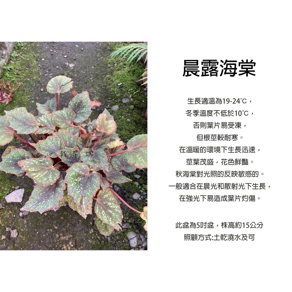 心栽花坊 晨露海棠 觀葉海棠 觀葉秋海棠 5吋盆 綠化植物 室內植物 觀葉植物 售價150特價1 蝦皮購物