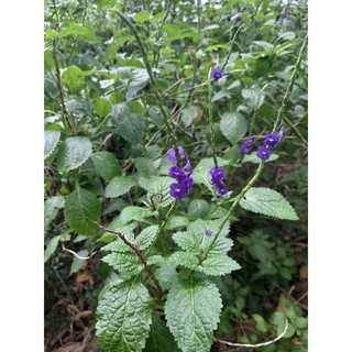 紫花長穗木盆栽誘蝶植物 蝦皮購物