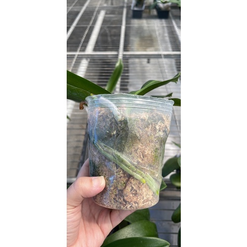 蝴蝶蘭苗 3.6吋大苗