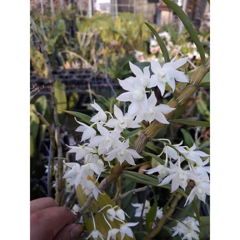 大眾蘭園 石斛蘭 Den. hercoglossum var alba 重唇石斛變白