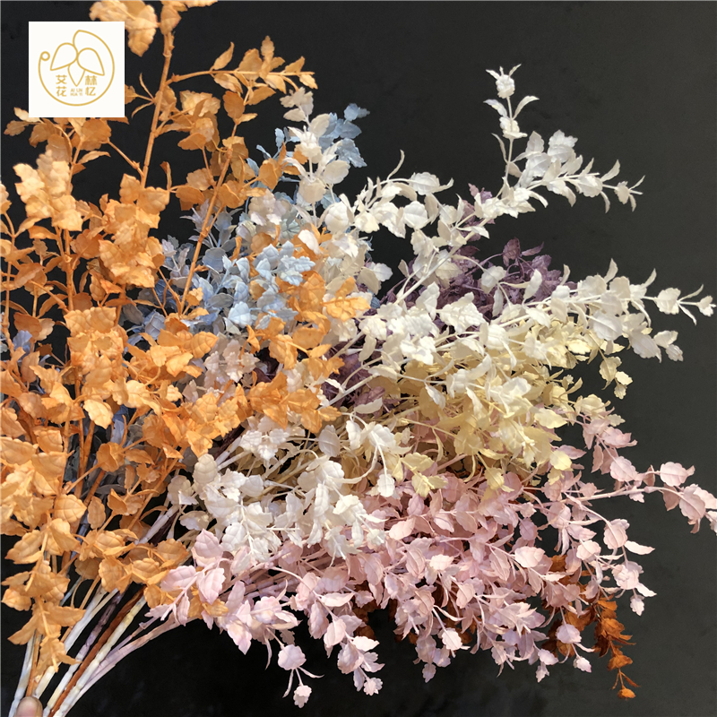 薄荷水草的價格推薦 21年9月 比價比個夠biggo