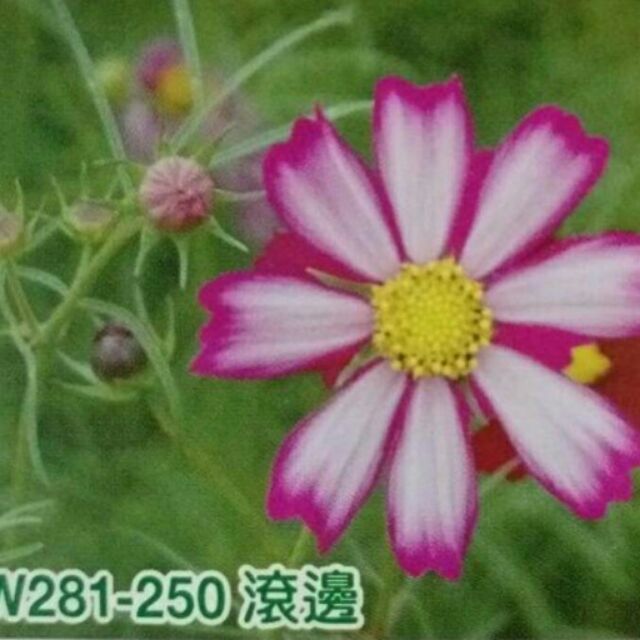 尋花趣 大波斯菊 【滾邊色】大波斯菊種子 花海大波斯菊種子 每包1公斤裝 保證當季進口種子 發芽率高