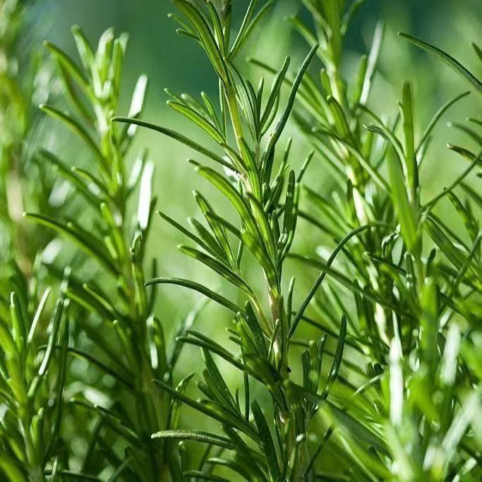 闆闆推薦迷迭香 盆栽香草種子可食用四季播種驅蚊香草 迷迭香種子記的領券下單哦