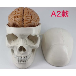 可開發票 人體頭骨骨骼模型 頭骨帶腦模型 四款可選 解剖 說明指導 手術操演 練習 高度仿真模擬ARBD客滿來