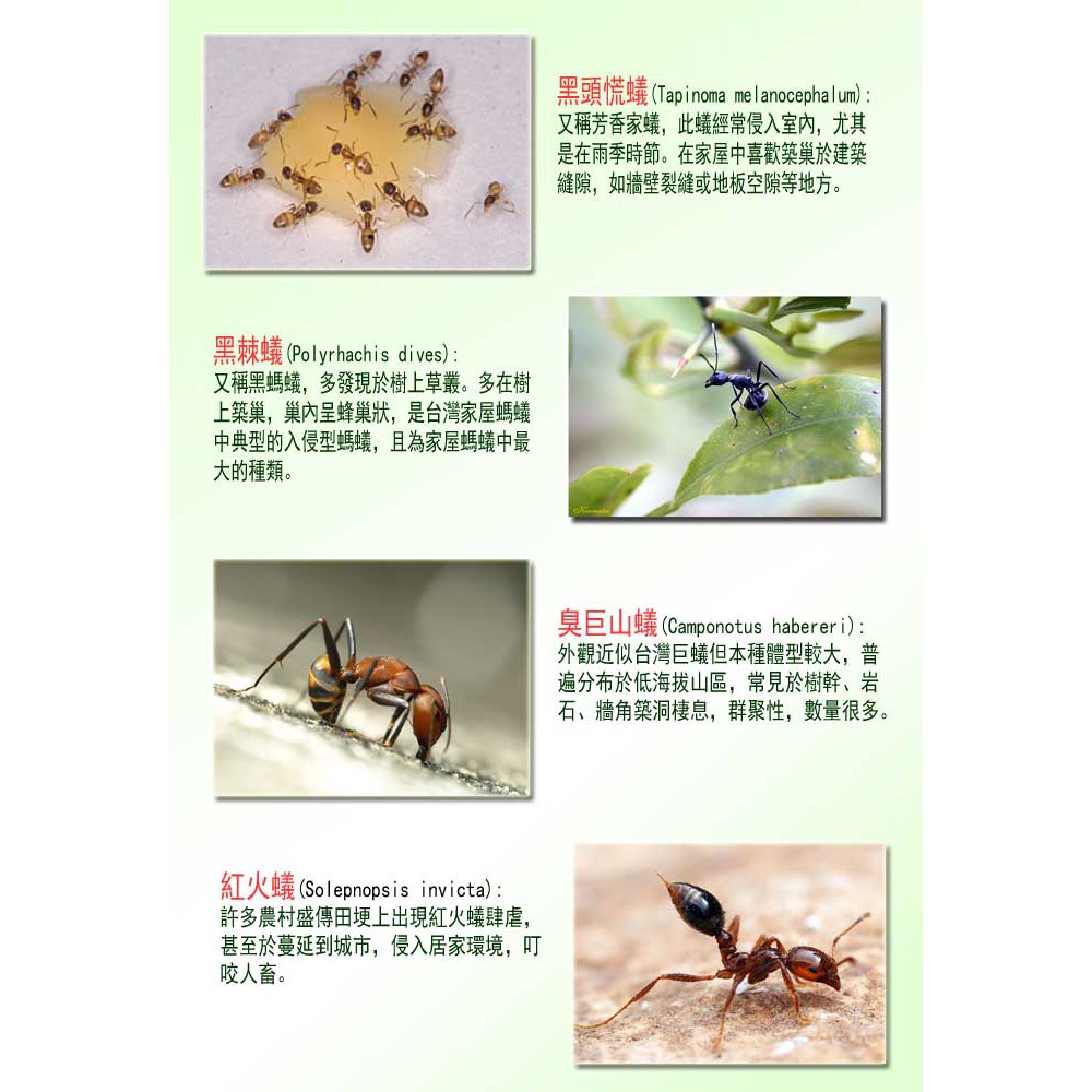 斯普林 滅蟻利刃蟻天劍餌劑 附盒子 1組2盒 蝦皮購物