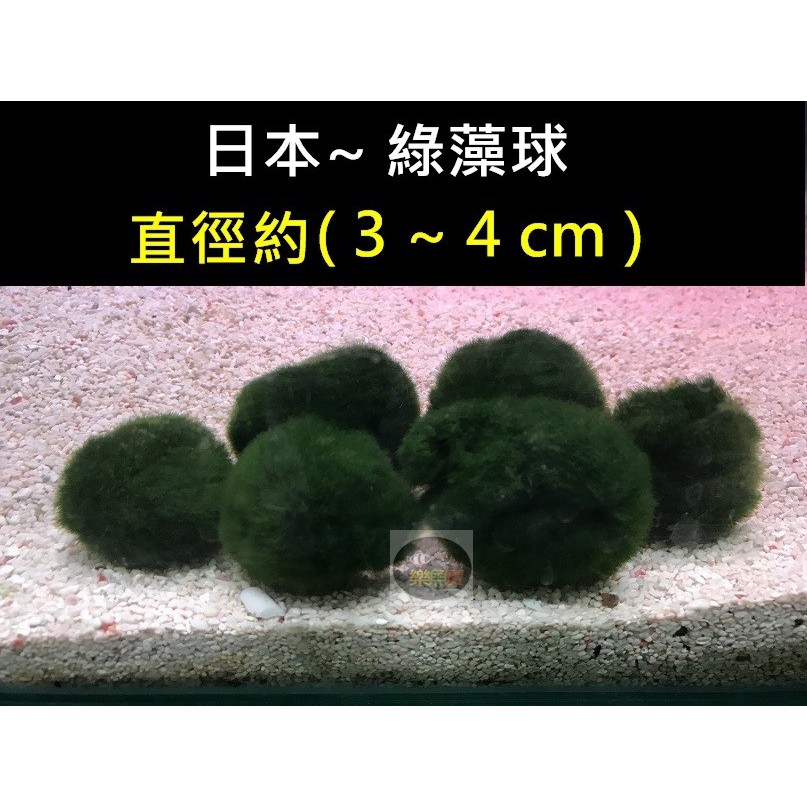 【樂魚寶】日本 綠藻球 3-4cm 綠球藻 (陰性草) 沉 水族造景 真水草 水草 造景 毬藻