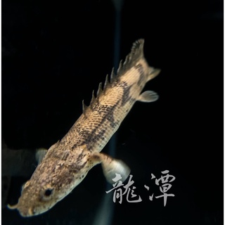 斑節魚 比價撿便宜 優惠與推薦 22年7月