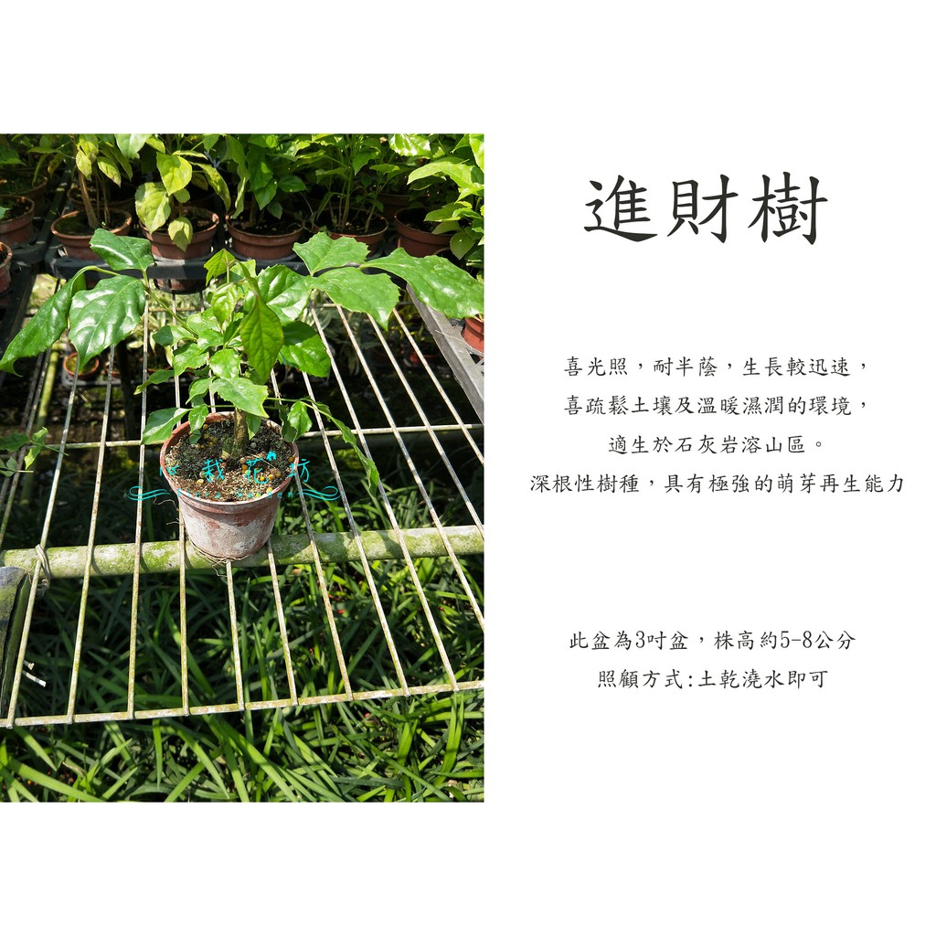 心栽花坊-進財樹/海南菜豆樹/3吋盆/觀葉植物/室內植物/綠化環境/售價50特價40