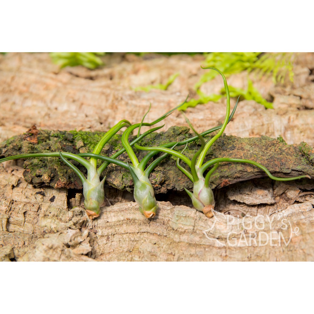 空鳳 小章魚 Tillandsia bulbosa　空氣鳳梨