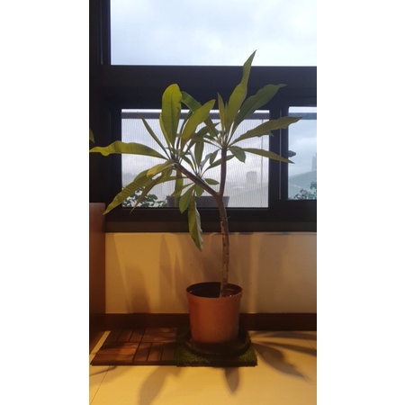 花園植物工坊♥喬木植物♥白色香水雞蛋花(冬天會掉光葉子=落葉期)♥8吋 約40-80-cm