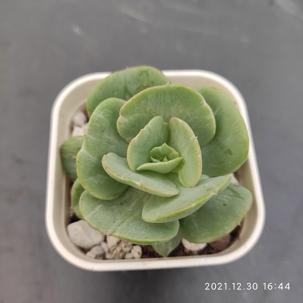桃之嬌石化一物一拍含盆出貨succulents 多肉植物蘿藦科蘿藦 蝦皮購物