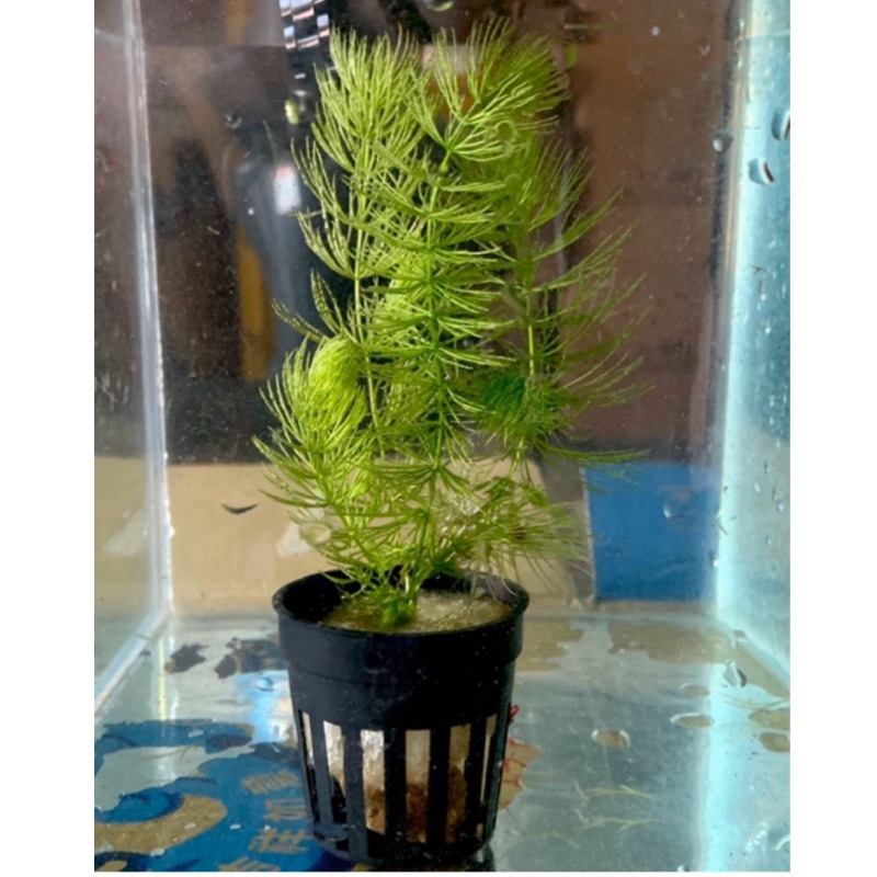 水草金魚藻小榕陰性草蓮免打co2 魚缸中景草後景草魚缸造景水族活體 蝦皮購物