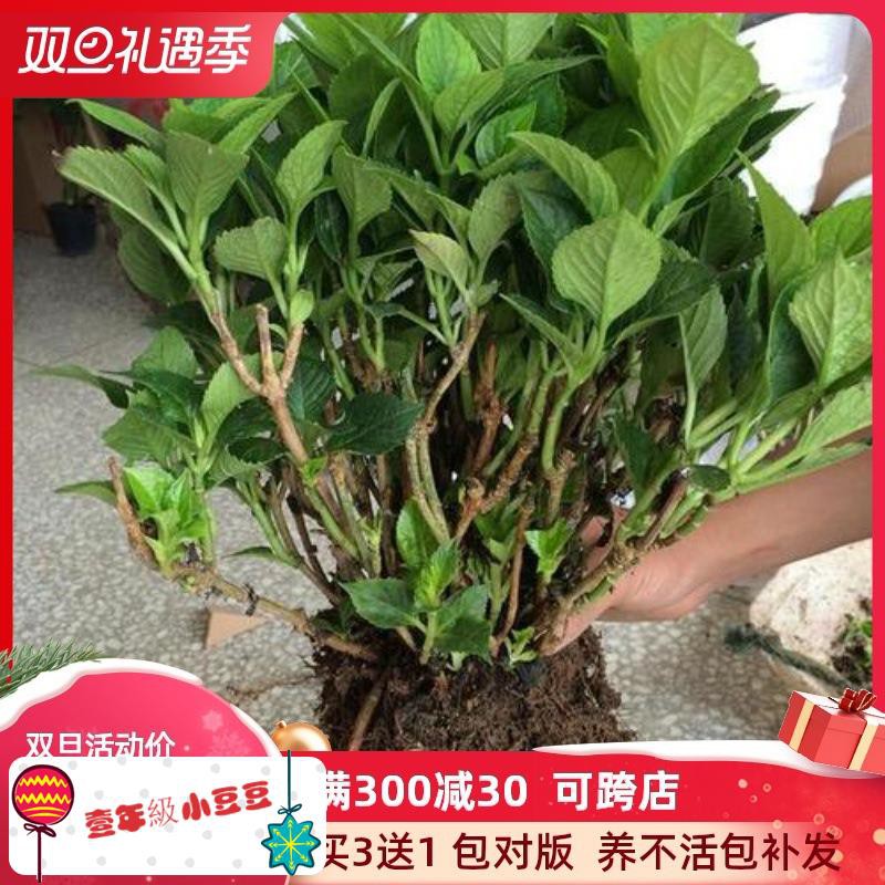 10 年老桩无尽夏绣球花苗盆栽八仙花大花卉室内花阳台庭院植物 蝦皮購物