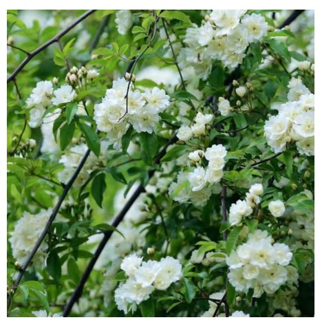 台灣現貨  驅蚊蟲 木香花種子 紅木香花種子 墻花爬藤庭院垂直木香花種花