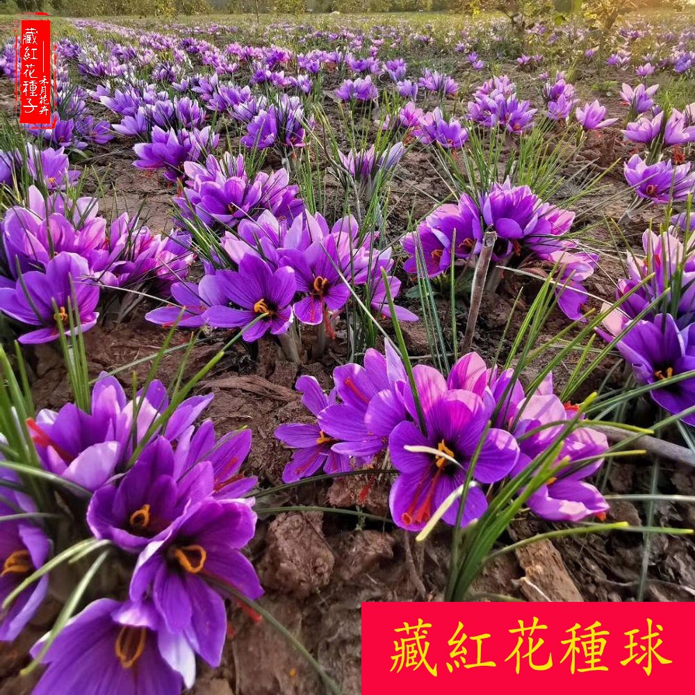 人気新品 種子 紅花 花の種 その他