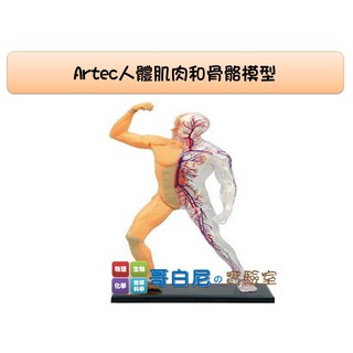 哥白尼的實驗室/生物/Artec 4D人體肌肉和骨骼模型(19.5cm)/日本製