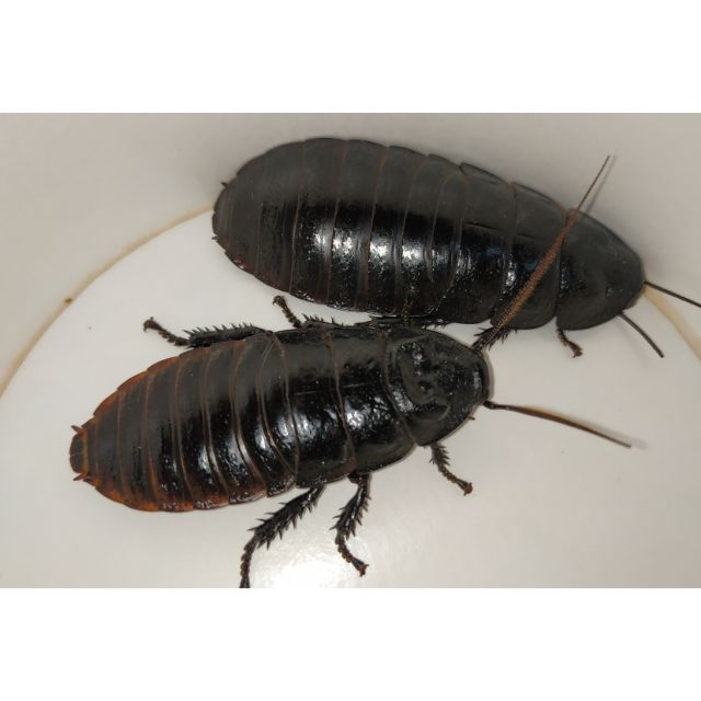 黑色馬達加斯加蟑螂模型，黑色馬島蟑螂模型