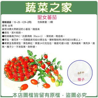【蔬菜之家滿額免運】G86.聖女蕃茄種子3顆(專業栽培聖女品種.農友種苗出產.非自採自收種子)蔬菜種子果菜類種子
