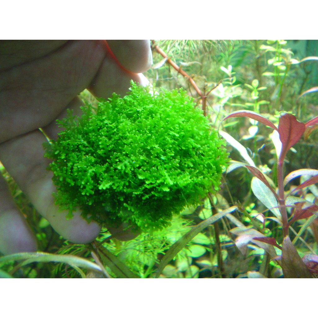 陰性水草 拍賣與ptt推薦商品 21年2月 飛比價格