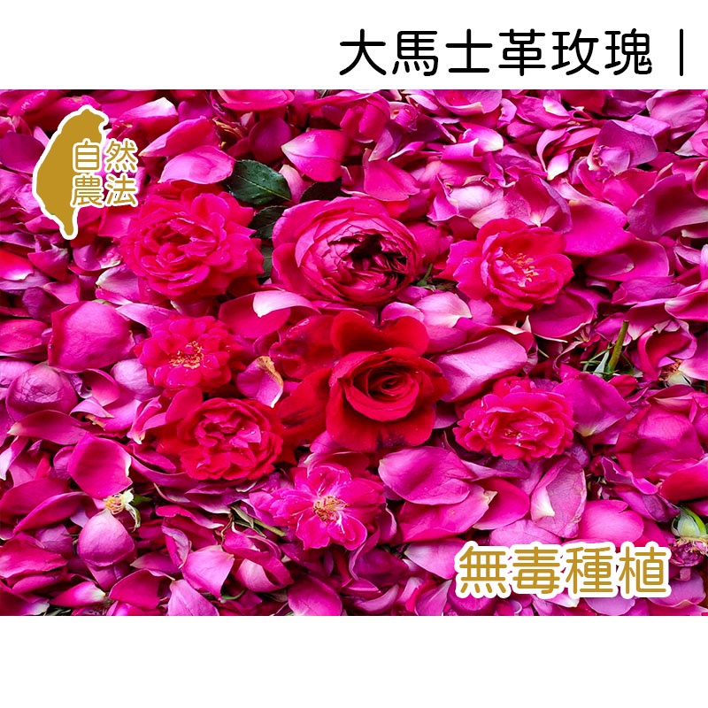 玫瑰純露、玫瑰、大馬士革玫瑰🌹、大馬士革玫瑰純露、玫瑰花瓣、10g、100ml、500ml【無毒種植】【薇拉香草農場】