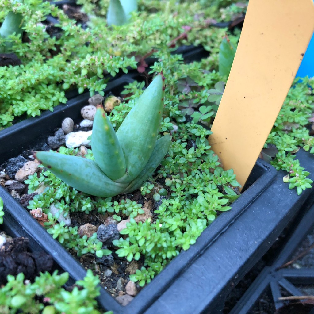 Aloe Microstigma 暗血帝王蘆薈一次買兩隻以上有優惠 蝦皮購物