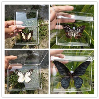 蝴蝶展翅板昆蟲標本工具昆蟲針蝴蝶標本制作材料diy手工2件包郵 蝦皮購物